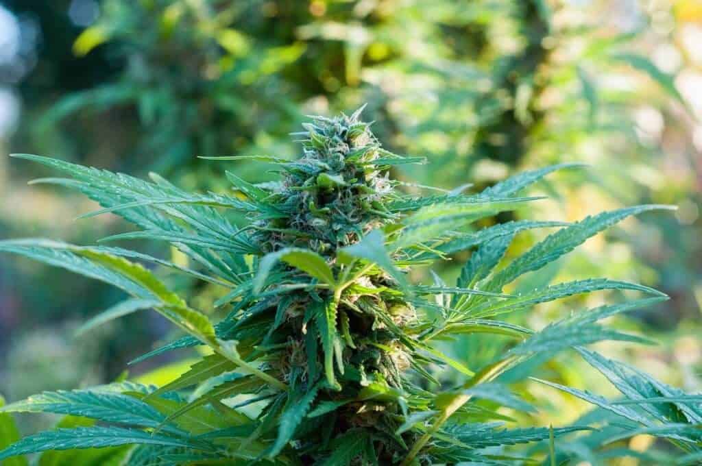 Marihuana Teil 1: Cannabis, Haschisch, Gras was ist das überhaupt?